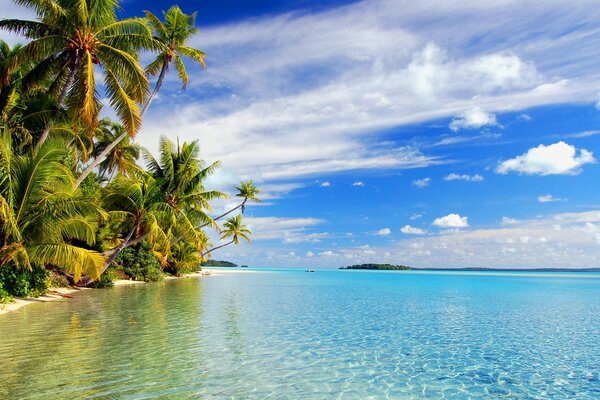 Palm trees on the sea beach