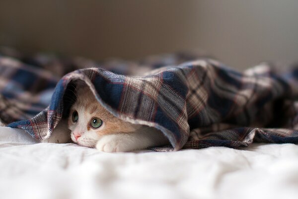 A kitten with green eyes under a blanket