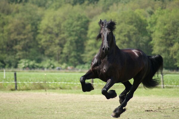 Schwarzes Pferd läuft im Galopp