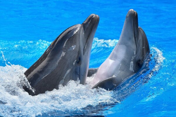 Dos delfines jugando en el agua