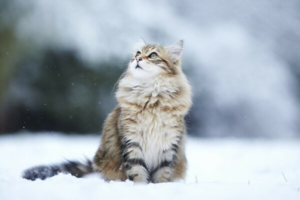 Flauschige Katze sitzt im Schnee