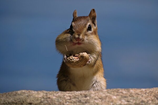 Lustiger Chipmunk isst Erdnüsse