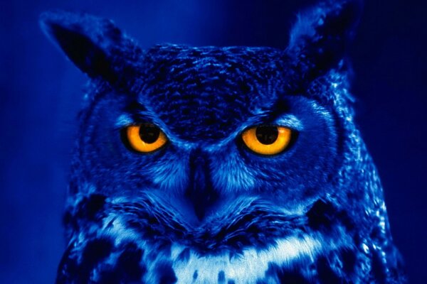 Owl. Blue color. Wallpaper