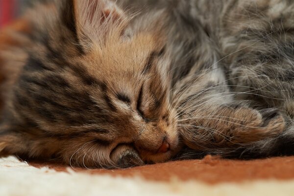 The cute kitten is sleeping. Heat