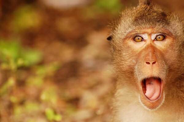 Surprised monkey without teeth screams