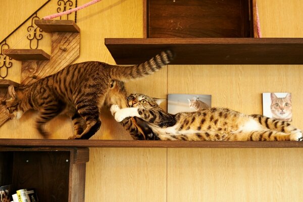 Capturing a cat by a cat on the table