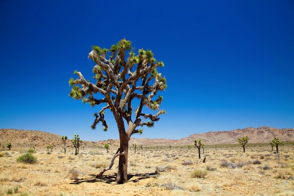 Дерево в пустыне голубое солнечное небо