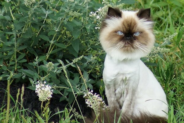 Eine geschnittene Katze sitzt im Gras