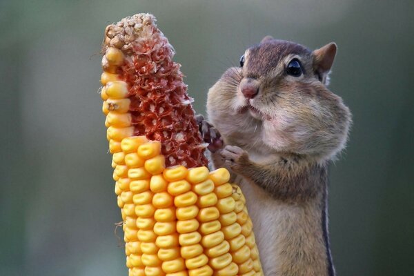 A little chipmunk eats corn
