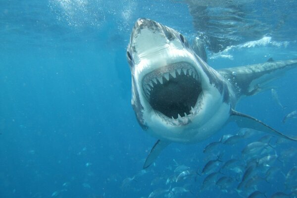 Shark fish with an open jaw