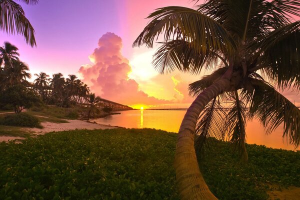 Una palmera en la costa de Florida, con vistas al atardecer