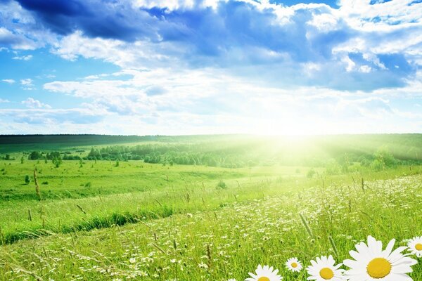 Sommerfeld mit Gänseblümchen an einem sonnigen Tag