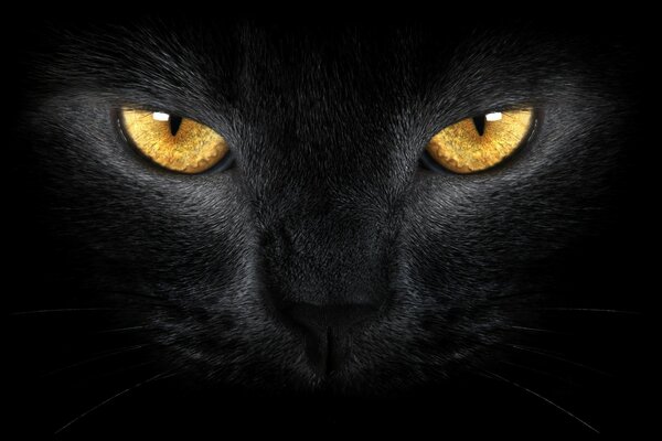 Der Kopf einer schwarzen Katze mit gelben Augen