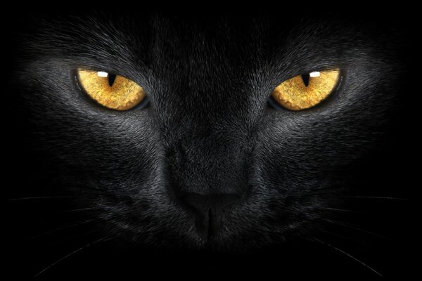 The head of a black cat with yellow eyes