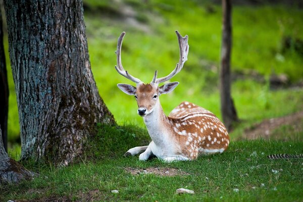 A small deer is lying on the green grass