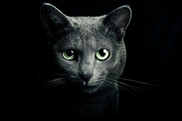 Graue Katze auf schwarzem Hintergrund