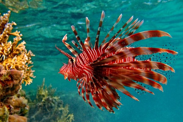 Los peces rojos nadan en el agua