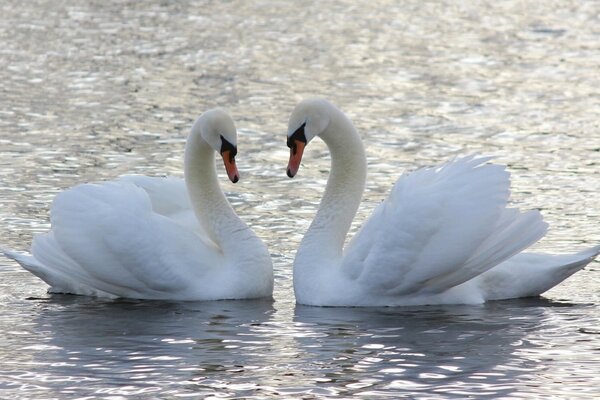 Deux cygnes nagent dans l eau