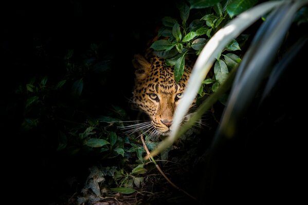 Il leopardo si nasconde nella boscaglia