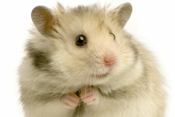 Fluffy Syrian hamster on a white background