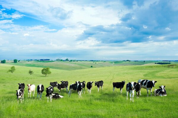 Cows to take a look in the field