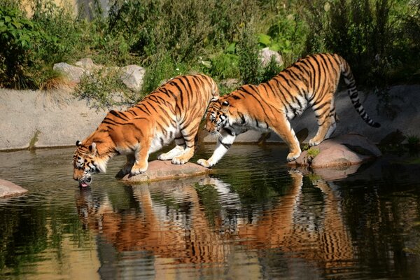 Tigers at watering holes. Beautiful world