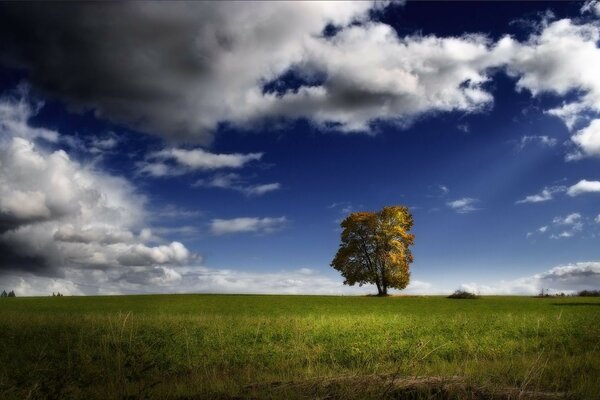 Un árbol solitario en un campo durante el día