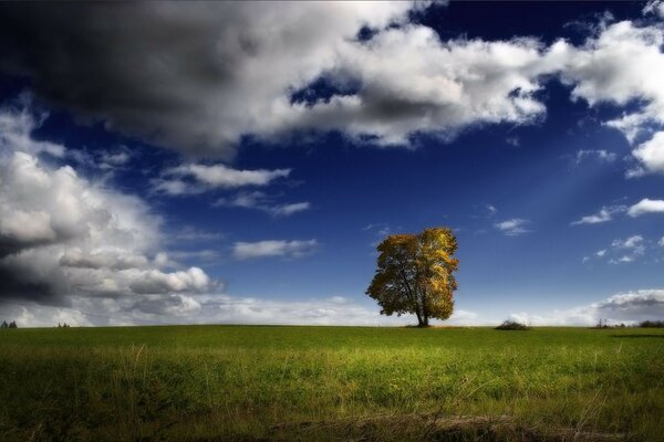 Одинокое дерево в поле днем