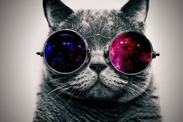 Chat dans des lunettes de couleur