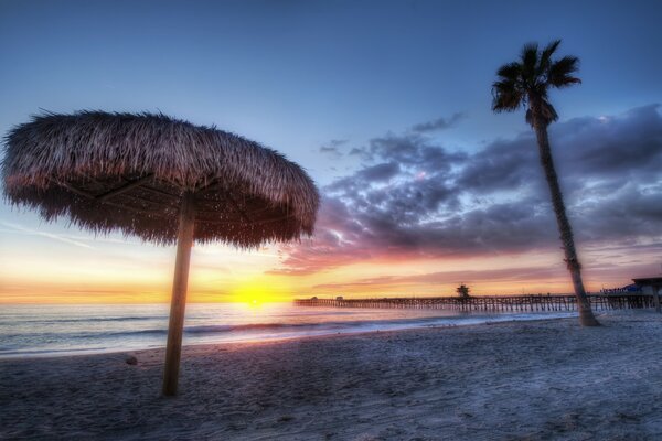 Palm tree on the seashore at sunset