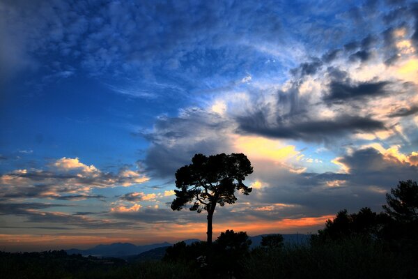 Atardecer con un árbol solitario