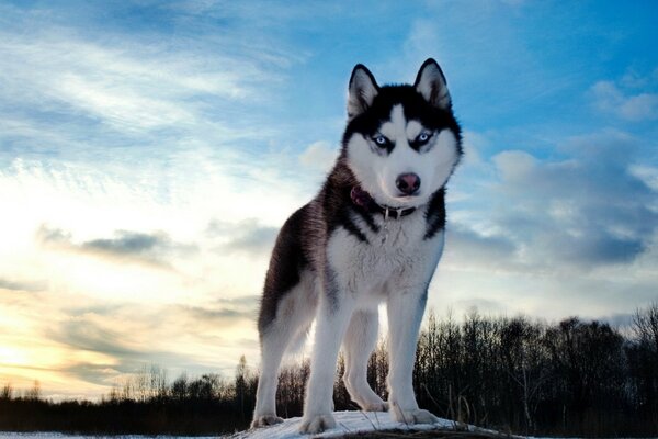 Beautiful husky breed dog in nature