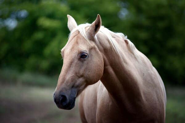 A horse with a white mane