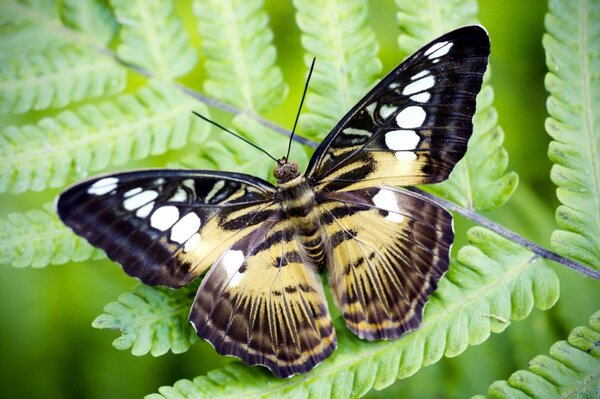 Niezwykły motyl siedzi na zielonych liściach