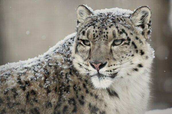 Das wilde Tier Leopard steht und ist ein wenig vom Schnee verweht