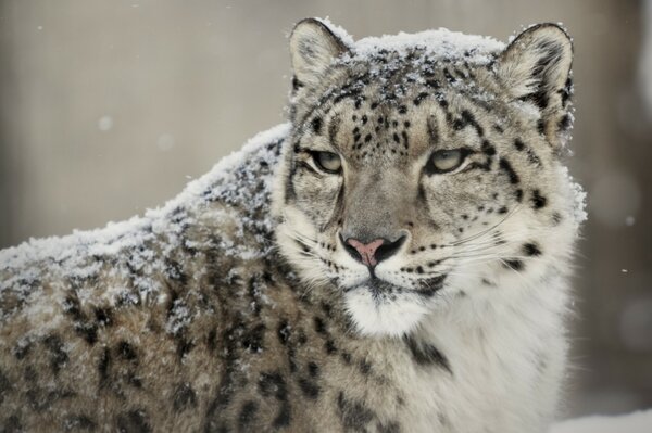 Дикий зверь леопард стоит и немного замело снегом