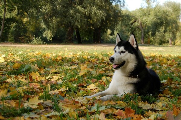 Husky en otoño. Naturaleza y bosque