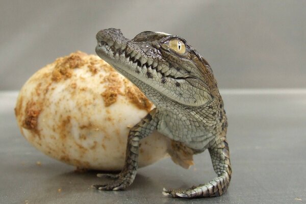Nascita di un piccolo coccodrillo da un uovo