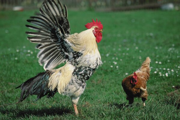 Hahn versucht, Aufmerksamkeit vom Huhn zu bekommen