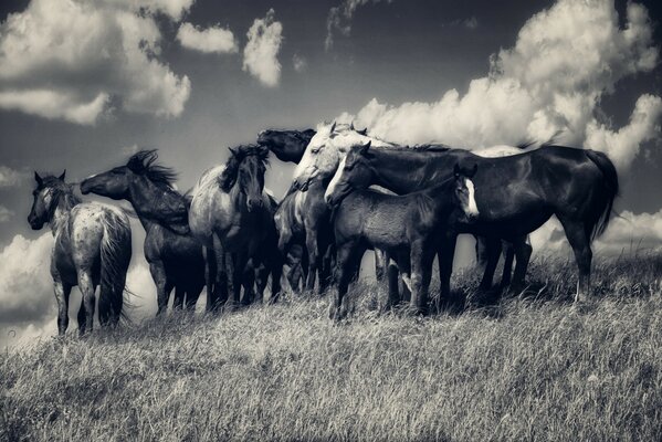 A herd of horses in a field in a black and white photo