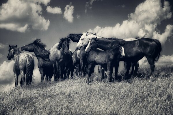 Manada de caballos en el campo en una foto en blanco y negro