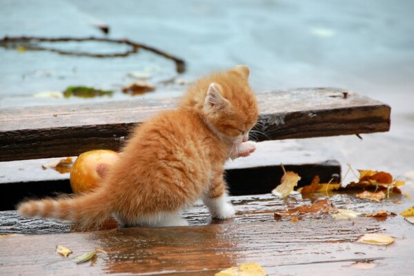 Piccolo gattino rosso accanto alle foglie cadute