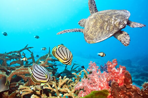 A turtle and fish are floating on the sea