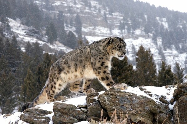 Fluffy leopard in winter in the mountains