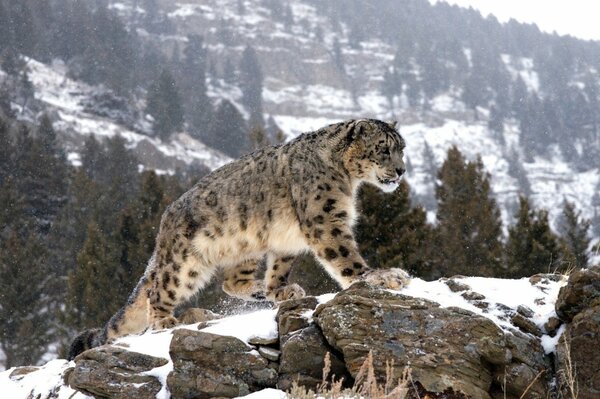 Leopardo peludo en invierno en las montañas