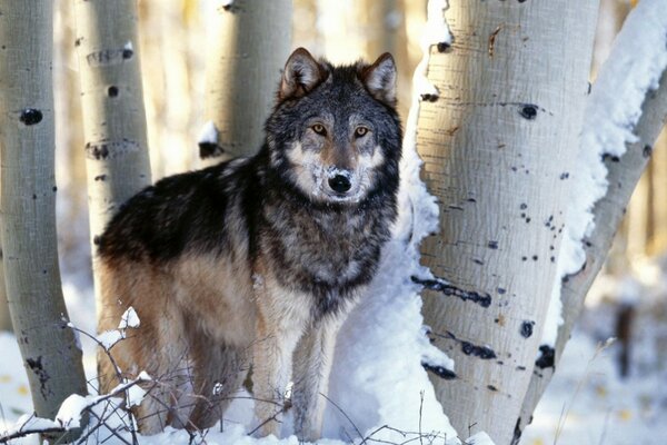 Loup en hiver parmi les arbres