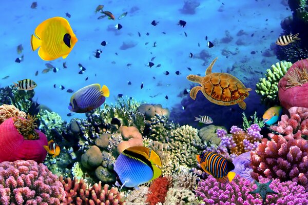 A tropical marine world full of life