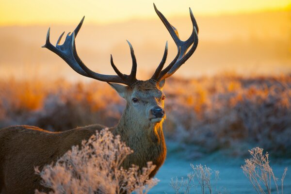 A beautiful deer. Sunlight