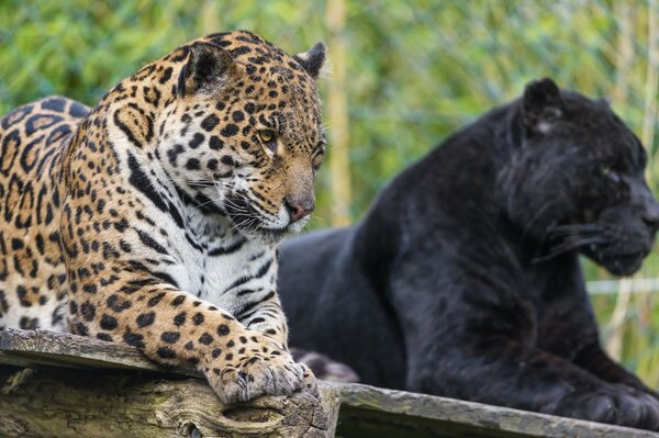 Wild cats. Panther and Jaguar