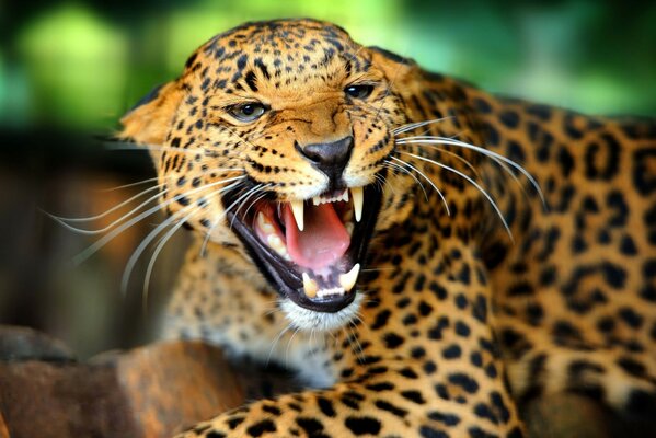 Die Wut des Leoparden. Wilde Katze